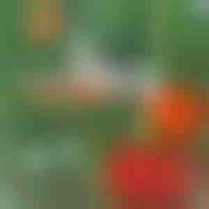 Directe tool voor het binden van planten | PLANTBRAND